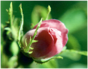 Bild "Willkommen:Rose_Rubiginosa_180141.png"